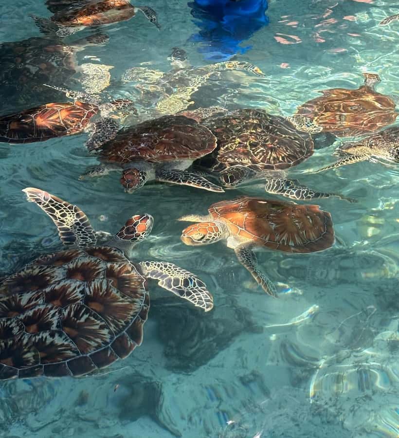 Dolphins tour + mnemba island snorkeling + salaam turles - Snorkeling around Mnemba Island