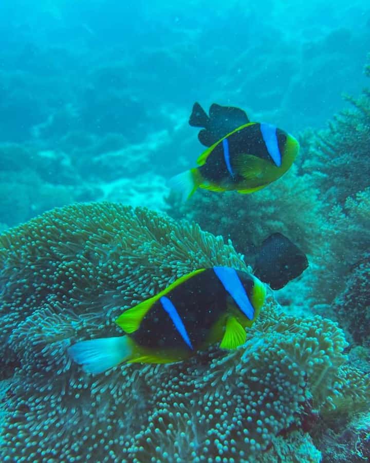 Dolphins tour + mnemba island snorkeling + salaam turles - Timing, languages, and what to bring