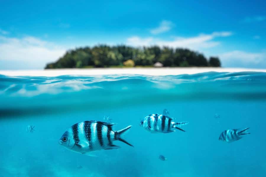 Dolphins tour + mnemba island snorkeling + salaam turles - Who will enjoy this day most