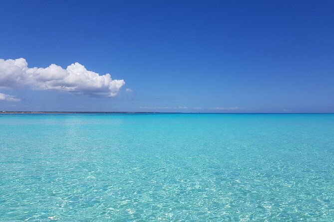 Early dolphin Tour and Snockling at mnemba and Turtle Sanctuary