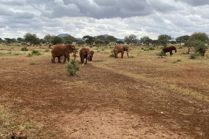 Elephant Safari Tanzania 4 Days **Sustainable Approach to Travel - Ngorongoro Crater makes a powerful first day