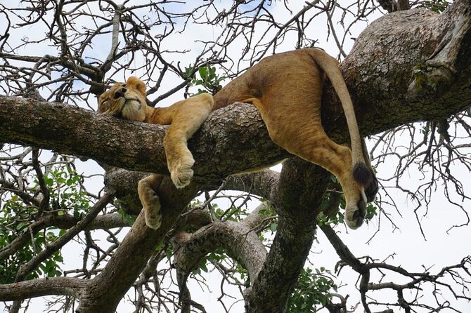 Elephant Safari Tanzania 4 Days **Sustainable Approach to Travel - The return day is more transfer than safari