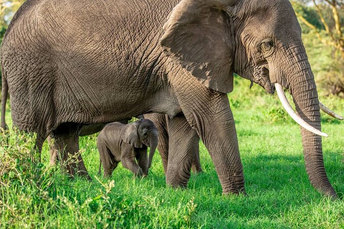 Elephant Safari Tanzania 4 Days **Sustainable Approach to Travel - Who will enjoy this safari most?