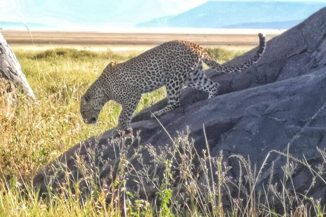 Elephant Safari Tanzania 4 Days **Sustainable Approach to Travel - Should you book the four-day route?