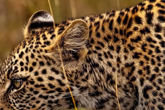 Elephant Special Serengeti & Ngorongoro Crater 5 Days / 4 Nights - A fast route through Northern Tanzania