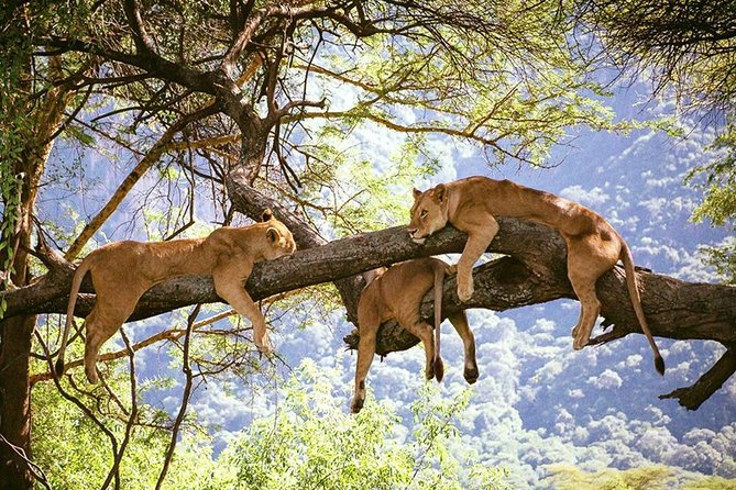 Elephant Special Serengeti & Ngorongoro Crater 5 Days / 4 Nights - Tarangire brings the elephants on day one