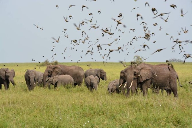 Embark on a 5-day camping safari adventure. - Day 1: Tarangire wildlife and the view from Migombani