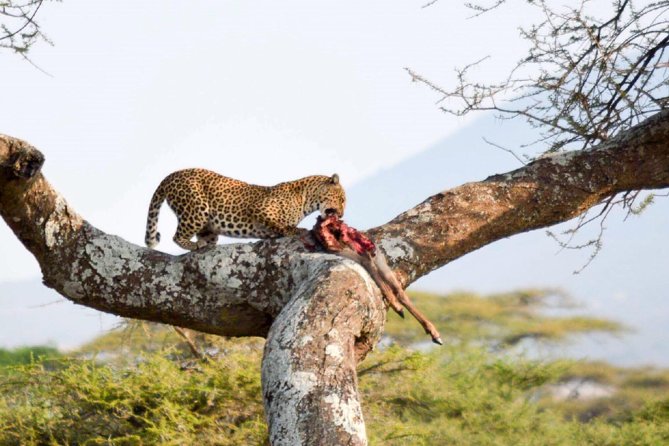 Embark on a 5-day camping safari adventure. - What the $1,250 covers
