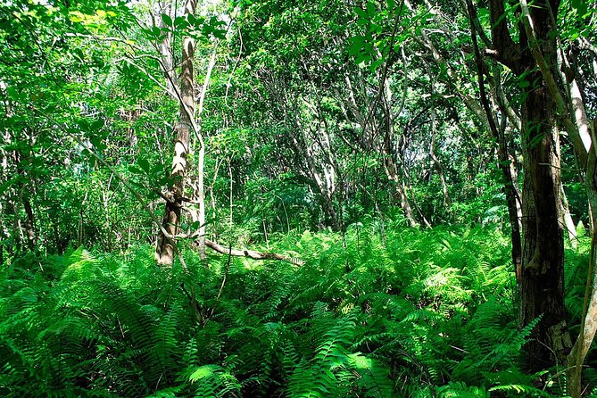 Exclusive Full-Day Zanzibar Adventure: Jozani Forest, Hidden Gems - What the $150 price really covers