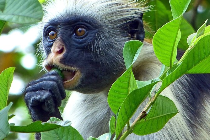 Exploring the Hidden Gems of Zanzibar - Five reasons this Zanzibar day trip earns a place on your shortlist