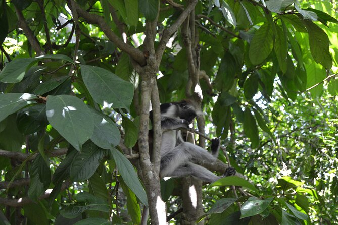 Exploring the Hidden Gems of Zanzibar - What is included, and what should you plan to pay for?