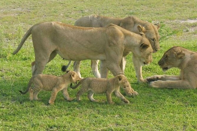 Flight Package Zanzibar to Nyerere National Park (Selous GR) 3 Days 2 Nights - Key points at a glance