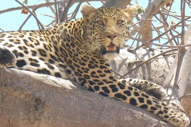 Flight Package Zanzibar to Nyerere National Park (Selous GR) 3 Days 2 Nights - Why this Zanzibar safari makes sense