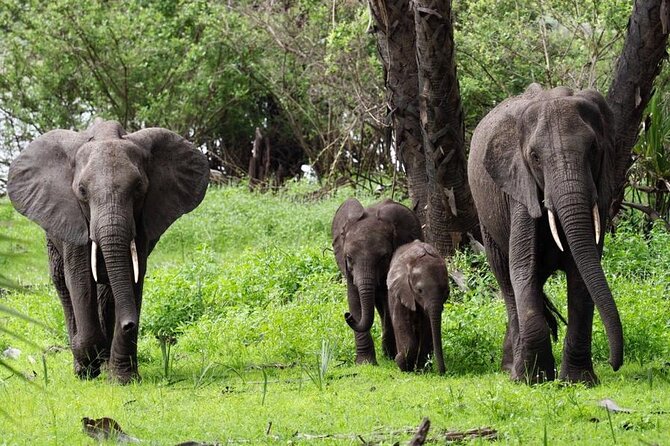 Flight Package Zanzibar to Nyerere National Park (Selous GR) 3 Days 2 Nights - Guides, vehicles, and the private format