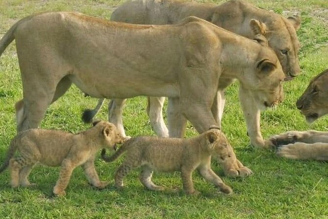 Flight Package Zanzibar to Nyerere National Park (Selous GR) 3 Days 2 Nights - Timing, comfort, and practical concerns