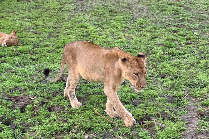 Flight Package Zanzibar to Nyerere National Park (Selous GR) 3 Days 2 Nights - Day 1: Flying from Zanzibar into the park