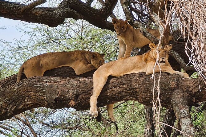 From Arusha : 11-day Amazing North Tanzania safari tour - Starting in Arusha after a Kilimanjaro Airport pickup