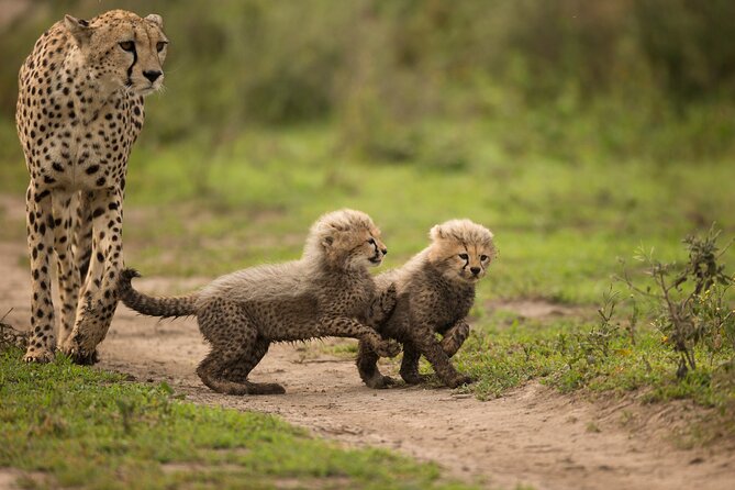 From Arusha : 11-day Amazing North Tanzania safari tour - Lake Eyasi offers a cultural choice on day five