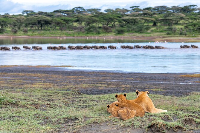 From Arusha: 11 Days famous Serengeti Inside out safari trip - Day 4: The Ngorongoro rim and afternoon Ndutu
