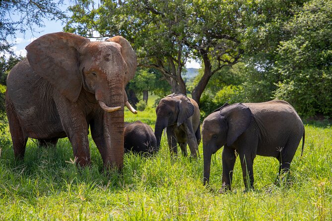 From Arusha: 11 Days famous Serengeti Inside out safari trip - Day 10: Elephant country in Tarangire National Park