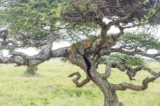 From Arusha: 11 Days famous Serengeti Inside out safari trip - Day 3: Lake Manyara and the chance to see tree-climbing lions