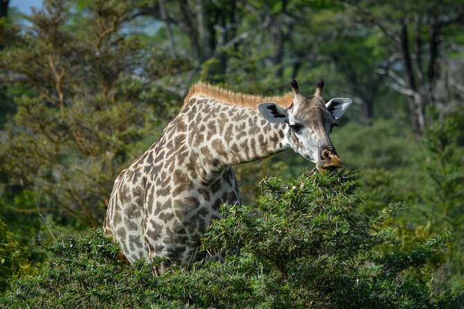 From Arusha: 11 days The Classics Northern Tanzania safari - Why this safari earns eleven days