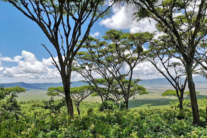 From Arusha: 11 days The Classics Northern Tanzania safari - Day 4: Ndutu and the Ngorongoro region