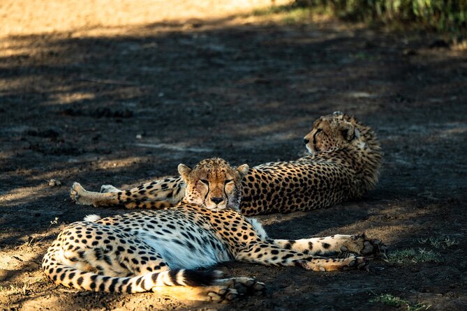 From Arusha : 11 days The Complete Africa Safari North Tour - Day 9: Lake Manyara shifts the view from plains to forest