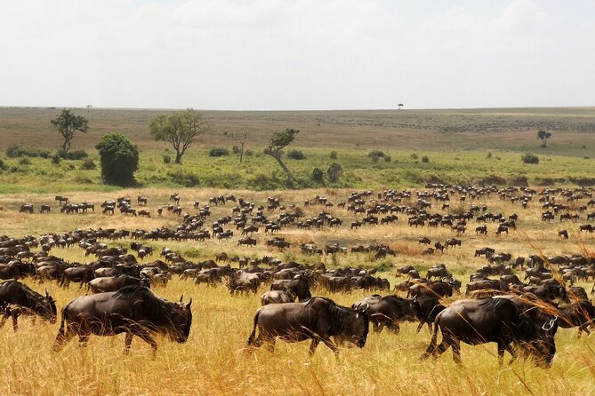 From Arusha : 3 Days Private Safari Tarangire N.P and Serengeti - Day 1: Arusha to Tarangire’s elephant country