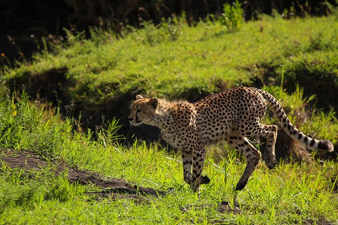 From Arusha : 3 Days Private Safari Tarangire N.P and Serengeti - Day 2: Across Maasai country to the Serengeti