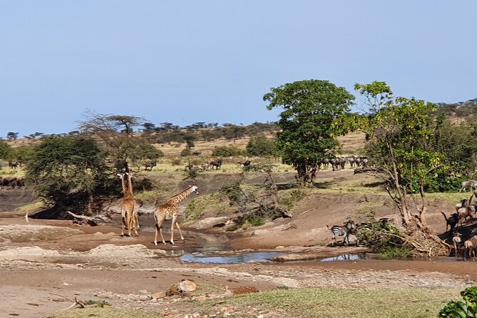 From Arusha: 5 Days Classic Safari Cats, Calves & Crater - Day 3: A full day around Lake Ndutu