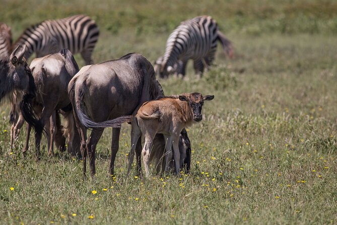 From Arusha: 5 Days Classic Safari Cats, Calves & Crater - Day 4: The Ngorongoro Crater game drive