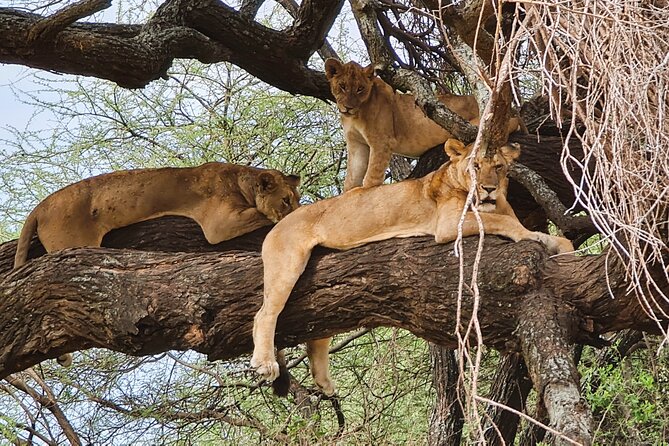 From Arusha: 6 Day Classic Game Drive Serengeti & Ngorongoro - Why this six-day route works
