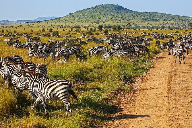 From Arusha: 6 Day Classic Game Drive Serengeti & Ngorongoro - Day 4: The Serengeti’s huge open plains