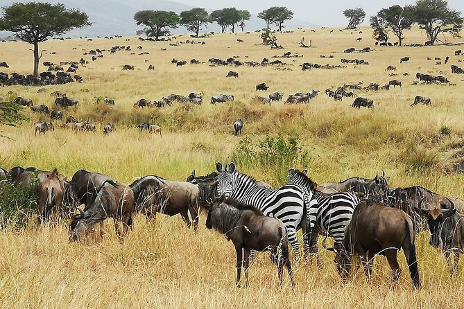 From Arusha: 9 Days Private Guided Classic Game Drive in Tanzania - Key points at a glance
