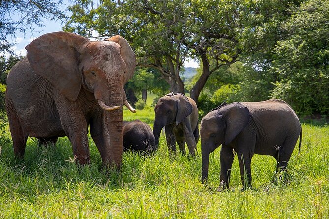 From Arusha: 9 Days Private Guided Classic Game Drive in Tanzania - Day 2: Forest, lake, and birdlife at Manyara