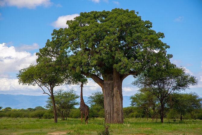 From Arusha : Days Safari Northern Circuit to Maasai Boma - Day three: Into the Ngorongoro Crater