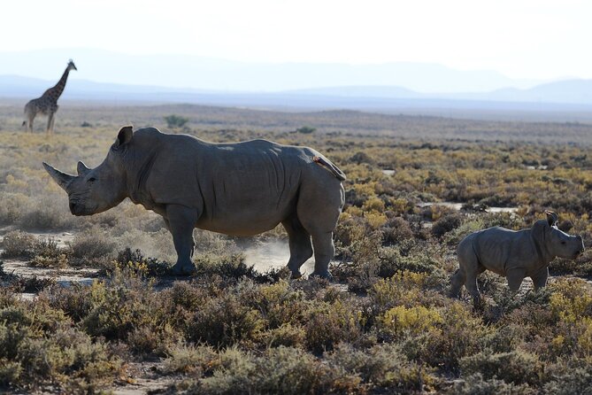 From Arusha: Tarangire and Ngorongoro Crater 3-Day Private Safari - Why This Three-Day Route Works