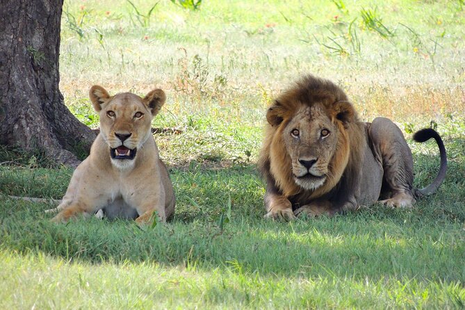 From Arusha to Zanzibar : 11 days From Bush to Beach safari - Day 7: Tarangire, the elephant country