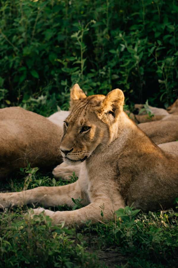 From Dar es Salaam: Mikumi National Park Day Trip - Why Mikumi works as a one-day safari