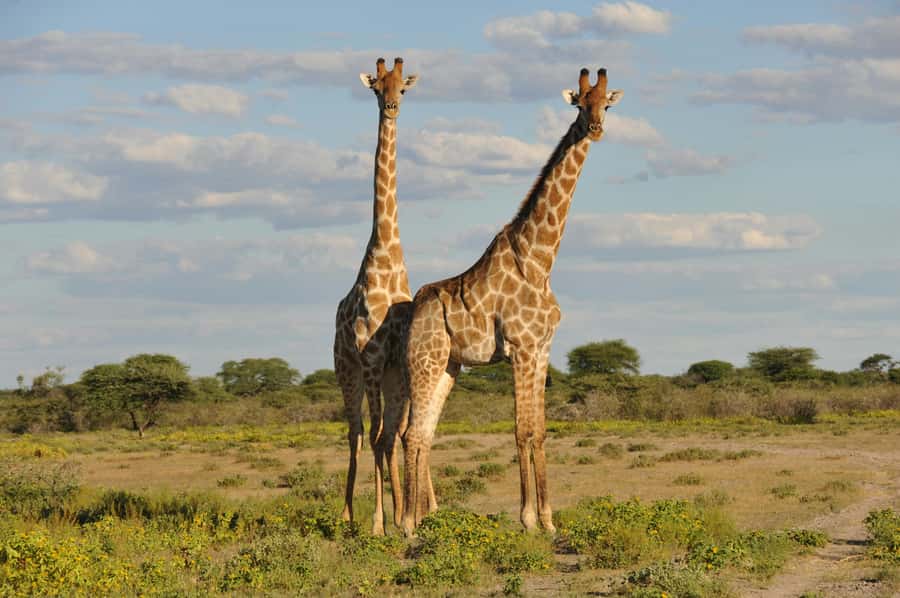 From Dar es Salaam: Mikumi National Park Day Trip - SGR train to Morogoro