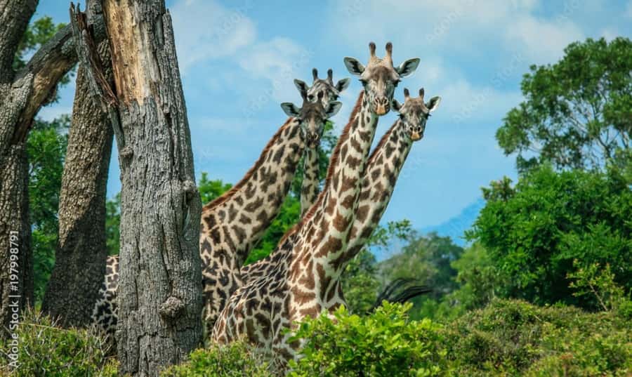 From Dar es Salaam: Mikumi National Park Day Trip - Lunch, photos, and a full park day