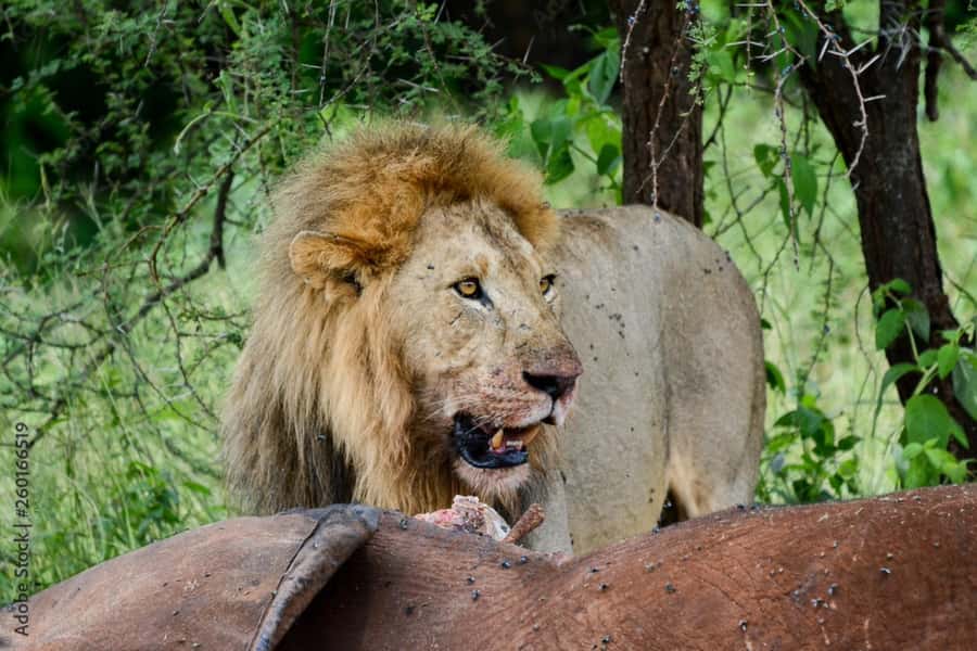 From Dar es Salaam: Mikumi National Park Day Trip - What $280 per person really includes