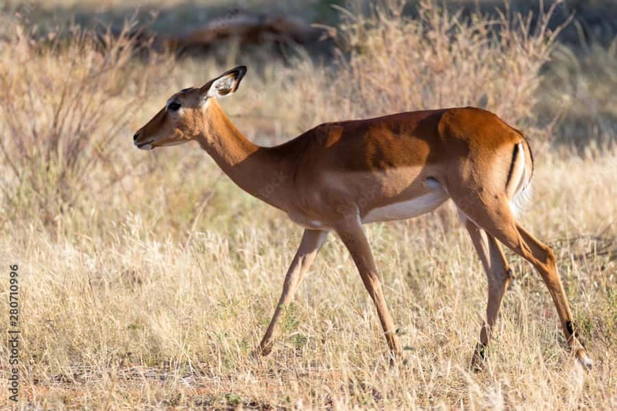 From Dar es Salaam: Mikumi National Park Day Trip - The people who make the day easier
