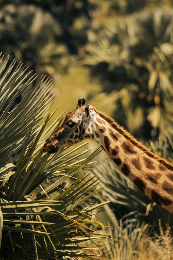 From Dar es Salaam: Mikumi National Park Day Trip - The early departure from Dar es Salaam
