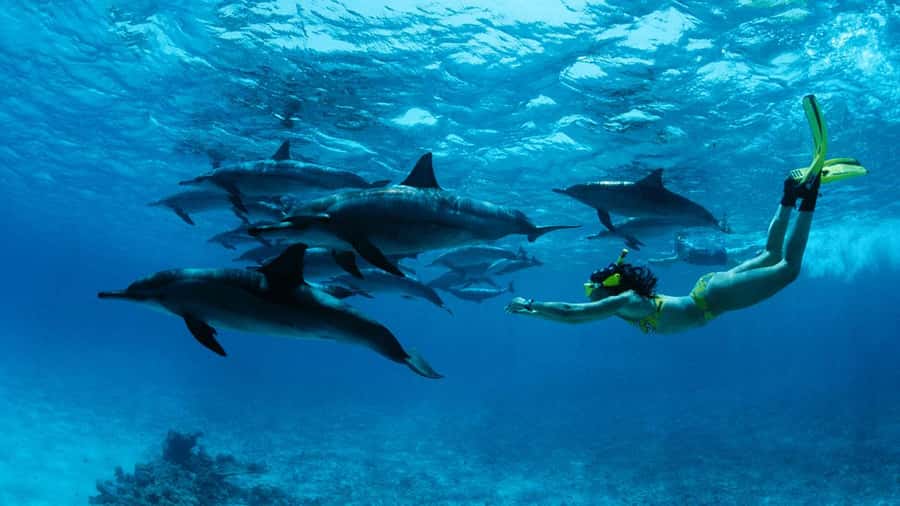 From Kendwa: Mnemba Boat Trip and Dolphin Snorkel Adventure - Five useful things to know before you go