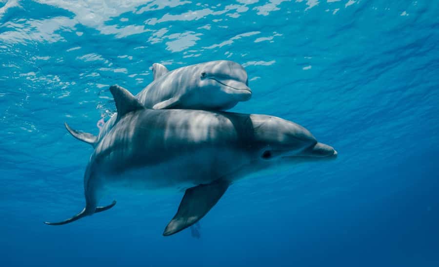 From Kendwa: Mnemba Boat Trip and Dolphin Snorkel Adventure - A closer look at the crew’s care