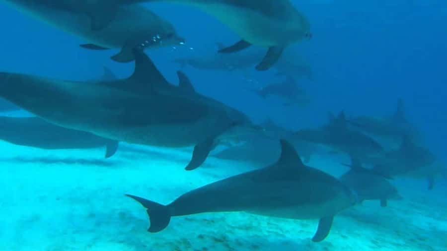 From Kendwa: Mnemba Boat Trip and Dolphin Snorkel Adventure - Should you book this boat trip?