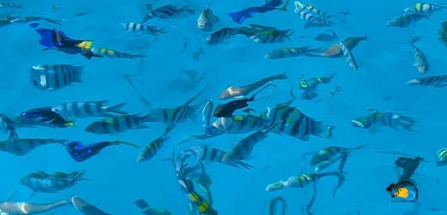 From Kendwa/Nungwi: Mnemba Dolphins with Snorkel Tour - Key points before you book