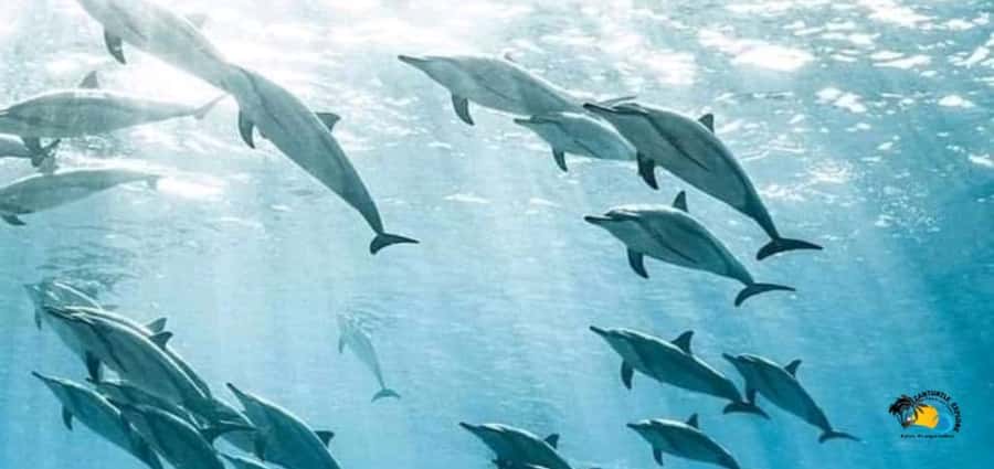 From Kendwa/Nungwi: Mnemba Dolphins with Snorkel Tour - Swimming with dolphins in the open sea